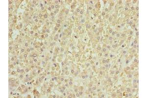 Immunohistochemistry of paraffin-embedded human adrenal gland tissue using ABIN7164085 at dilution of 1:100 (PRDM14 anticorps  (AA 301-571))