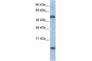 WB Suggested Anti-A630025C20RIK Antibody Titration:  0. (Lcor anticorps  (N-Term))