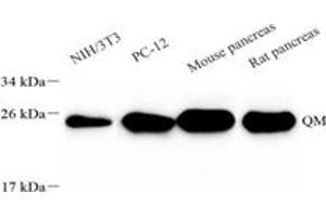 Western blot analysis of RPL10 (ABIN7075428),at dilution of 1: 4000,Lane 1: NIH-3T3 cell lysate,Lane 2: PC-12 cell lysate,Lane 3: Mouse pancreas tissue lysate,Lane 4: Rat pancreas tissue lysate (RPL10 anticorps)