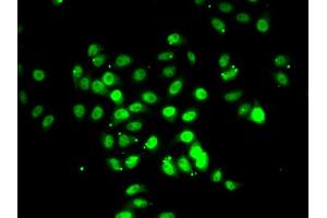 Immunofluorescence analysis of U2OS cells using RFX5 antibody (ABIN5974192). (RFX5 anticorps)