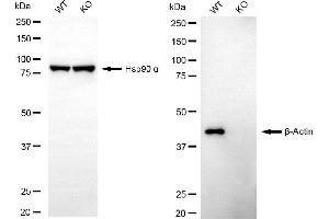 Western blotting analysis using β-Actin antibody (ABIN7797470). (beta Actin anticorps)