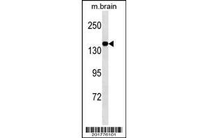 MED14 Antibody ABIN1539882 western blot analysis in mouse brain tissue lysates (35 μg/lane). (MED14 anticorps)