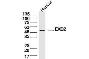HepG2 lysates probed with EXD2 Polyclonal Antibody, Unconjugated  at 1:300 dilution and 4˚C overnight incubation. (EXD2 anticorps  (AA 351-621))