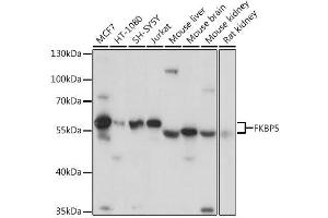 Western blot analysis of extracts of various cell lines, using FKBP5 antibody. (FKBP5 anticorps  (AA 308-457))