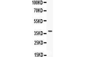 Anti- HOXA9 antibody, Western blotting All lanes: Anti HOXA9  at 0. (HOXA9 anticorps  (AA 1-204))