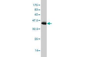 Western Blot detection against Immunogen (36.