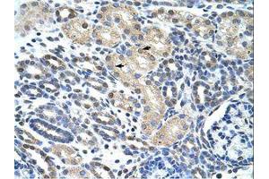 Image no. 1 for anti-Eukaryotic Translation Initiation Factor 4H (EIF4H) (AA 149-198) antibody (ABIN203036)