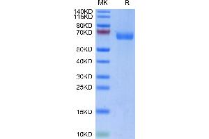 Biotinylated Human LILRA4 on Tris-Bis PAGE under reduced condition.