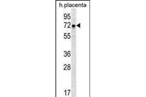 GNE Antibody (N-term) (ABIN656219 and ABIN2845536) western blot analysis in human placenta tissue lysates (35 μg/lane). (GNE anticorps  (N-Term))