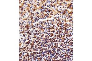 Paraformaldehyde-fixed, paraffin embedded Human Spleen tissue, Antigen retrieval by boiling in sodium citrate buffer (pH6.