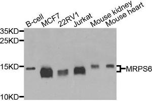 Western blot analysis of extracts of various cells, using MRPS6 antibody. (MRPS6 anticorps)