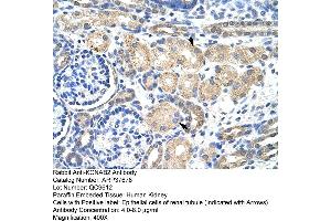 Human kidney (KCNAB2 anticorps  (Middle Region))
