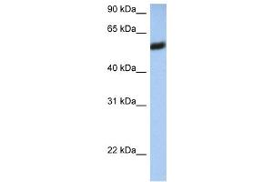 WB Suggested Anti-HLA-F Antibody Titration:  0. (HLA-F anticorps  (N-Term))