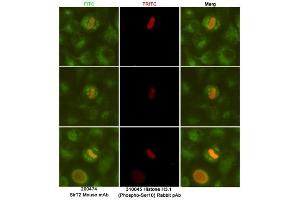 Immunofluorescent analysis of Hela cells fixed fixed by anhydrous methanol at -20 °C and using SirT2 (dilution 1:50) mouse mAb (green) and Histone H3.