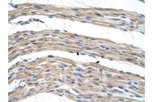 SLC17A4 antibody was used for immunohistochemistry at a concentration of 4-8 ug/ml to stain Skeletal muscle cells (arrows) in Human Muscle. (SLC17A4 anticorps)