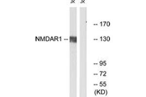 Western Blotting (WB) image for anti-Glutamate Receptor, Ionotropic, N-Methyl D-Aspartate 1 (GRIN1) (AA 856-905) antibody (ABIN2888740) (GRIN1/NMDAR1 anticorps  (AA 856-905))