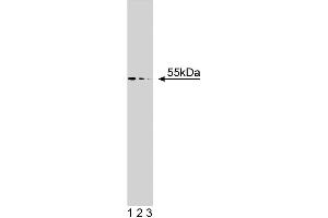 Western blot analysis of beta-Arrestin on a mouse macrophage lysate. (beta Arrestin 1 anticorps  (AA 262-409))