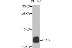 Western blot analysis of extracts of DU 145 cells, using CCL2 Antibody (ABIN4903158) at 1:1000 dilution. (CCL2 anticorps)