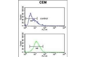 MLF1 Antibody (C-term) (ABIN652233 and ABIN2840968) flow cytometric analysis of CEM cells (bottom histogram) compared to a negative control cell (top histogram).