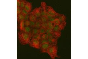 IF analysis of PCNA using anti-PCNA antibody (ABIN7599179) and anti-Beta Tubulin antibody (ABIN7602743).