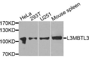 Western blot analysis of extracts of various cells, using L3MBTL3 antibody. (L3MBTL3 anticorps)