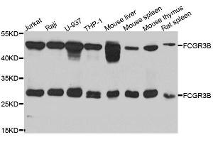 Western blot analysis of extracts of various cell lines, using FCGR3B antibody. (FCGR3B anticorps  (AA 1-233))