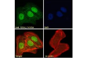 ABIN185021 Immunofluorescence analysis of paraformaldehyde fixed U2OS cells, permeabilized with 0. (FOXA1 anticorps  (C-Term))