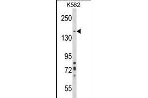 Western blot analysis of SORCS1 Antibody (N-term) (ABIN652682 and ABIN2842454) in K562 cell line lysates (35 μg/lane). (SORCS1 anticorps  (N-Term))