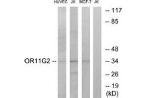 Western Blotting (WB) image for anti-Olfactory Receptor, Family 11, Subfamily G, Member 2 (OR11G2) (AA 241-290) antibody (ABIN2890918) (OR11G2 anticorps  (AA 241-290))