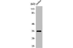 Western Blot analysis of COLO205 cells using Olfactory receptor 8D1 Polyclonal Antibody (OR8D1 anticorps  (C-Term))