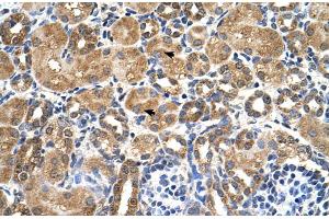 Rabbit Anti-STK3 Antibody  Paraffin Embedded Tissue: Human Kidney Cellular Data: Epithelial cells of renal tubule Antibody Concentration: 4.