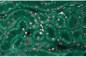 Immunofluorescence staining of rabbit kidney. (NEK2 anticorps  (AA 244-444))