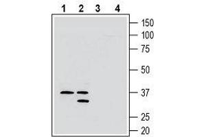 Western blot analysis of rat brain membranes (lanes 1 and 3) and mouse brain membranes (lanes 2 and 4): - 1, 2.