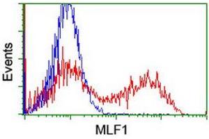 Image no. 10 for anti-Myeloid Leukemia Factor 1 (MLF1) antibody (ABIN1499493)