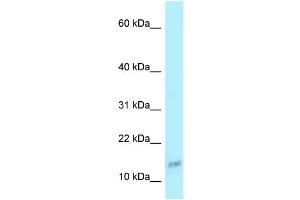WB Suggested Anti-COX6A1 Antibody Titration: 1.