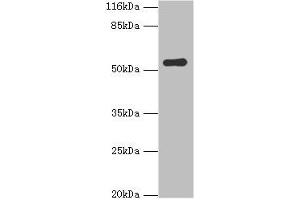 Western blot All lanes: SIL1 antibody at 2 μg/mL + Mouse kidney tissue Secondary Goat polyclonal to rabbit IgG at 1/10000 dilution Predicted band size: 52 kDa Observed band size: 52 kDa (SIL1 anticorps  (AA 32-174))