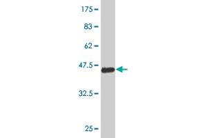 Western Blot detection against Immunogen (36.