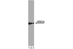 Western Blot analysis of Oct3/4 in human and mouse ES cell lines. (OCT4 anticorps  (AA 252-372))