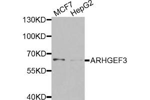 Western blot analysis of extracts of various cell lines, using ARHGEF3 antibody. (ARHGEF3 anticorps)