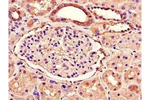 Immunohistochemistry of paraffin-embedded human kidney tissue using ABIN7166981 at dilution of 1:100 (RAB3IP anticorps  (AA 1-132))