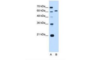 Image no. 1 for anti-Lamin B2 (LMNB2) (AA 21-70) antibody (ABIN6738243) (Lamin B2 anticorps  (AA 21-70))
