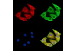ABIN7095739 and ABIN7099801 staining Hela cells by IF/ICC. (MGAT5 anticorps)