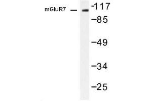 Image no. 1 for anti-Glutamate Receptor, Metabotropic 7 (GRM7) antibody (ABIN265440) (GRM7 anticorps)