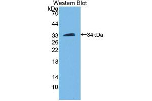 Figure. (PAM anticorps  (AA 21-288))