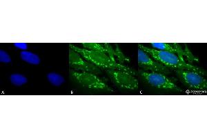Immunocytochemistry/Immunofluorescence analysis using Rabbit Anti-Hsp60 Polyclonal Antibody . (HSPD1 anticorps  (Atto 488))