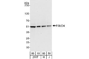 Western Blotting (WB) image for anti-Proteasome (Prosome, Macropain) 26S Subunit, Non-ATPase, 4 (Psmd4) (AA 327-377) antibody (ABIN7453446)