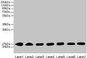 Western blot All lanes: CYB5B antibody at 0. (CYB5B anticorps  (AA 2-118))