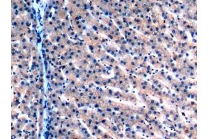 Detection of MDH2 in Human Liver Tissue using Polyclonal Antibody to Malate Dehydrogenase 2 (MDH2)