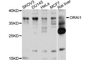 Western blot analysis of extracts of various cell lines, using ORAI1 antibody (ABIN4904617) at 1:1000 dilution.