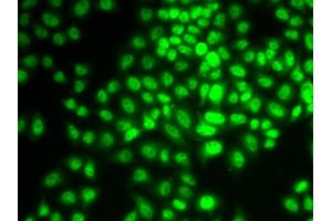 Immunofluorescence analysis of HeLa cells using CCNG1 antibody (ABIN6290270). (Cyclin G1 anticorps)
